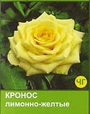 Роза Кронус лимонно-жёлтая