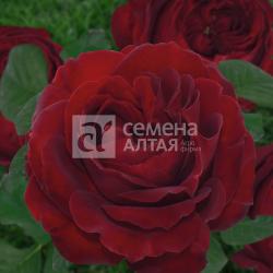 Роза спрей Бэби Бакара