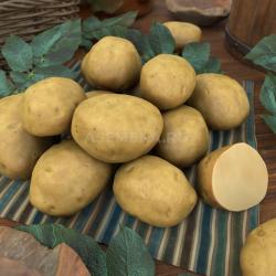 Картофель Коломбо 55 дней /Россия/ 1 кг