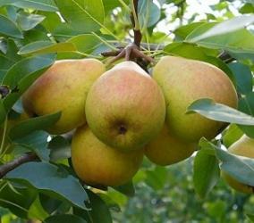 Груша Уссурийская 