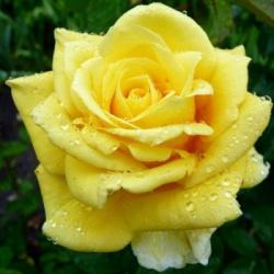 Роза Мабелла ЧГ