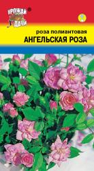 цв. комн. РОЗА ПОЛИАНТОВАЯ АНГЕЛЬСКАЯ / Урожай у Дачи /
