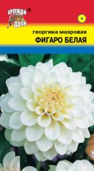 цв. одн. ГЕОРГИНА ФИГАРО БЕЛАЯ / Урожай у Дачи /