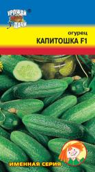 огурец КАПИТОШКА F-1 / Урожай у Дачи /