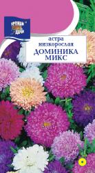 Астра ДОМИНИКА МИКС	 / Урожай у Дачи  /															