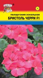 цв. комн. ПЕЛАРГОНИЯ ЗОНАЛЬНАЯ БРИСТОЛЬ ЧЕРРИ F1 / Урожай у Дачи /