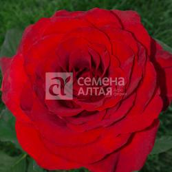 Роза Фридом ЧГ 1шт. в коробке