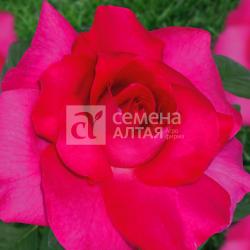 Роза Крейзи моника ГРАНДИФЛОРА 1шт. в коробке
