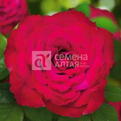 Роза Родос ЧГ 1шт. в коробке