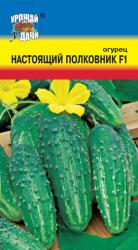 огурец НАСТОЯЩИЙ ПОЛКОВНИК F1 / Урожай у Дачи /