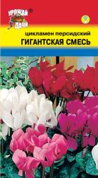 цв. комн. ЦИКЛАМЕН ПЕРСИДСКИЙ ГИГАНТСКАЯ СМЕСЬ / Урожай у Дачи /
