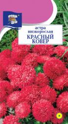 астра КОВЁР  КРАСНЫЙ  НИЗКОРОСЛАЯ  / Урожай у Дачи /