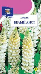 цв.мног. ЛЮПИН   ВЫСОКОРОСЛЫЙ  БЕЛЫЙ  АИСТ  / Урожай у Дачи /