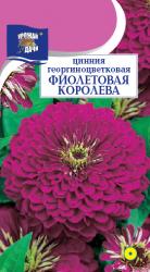 цв. одн. ЦИНИЯ  ФИОЛЕТОВАЯ  КОРОЛЕВА / Урожай у Дачи /