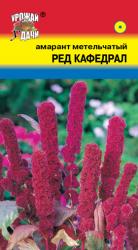 цв. одн. Амарант Ред Кафедрал / Урожай у Дачи /