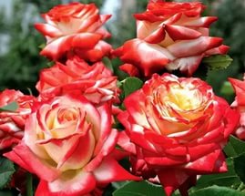 Роза  Император Фарах    ЧГ 