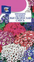 цв. комн. ЦИНЕРАРИЯ КРОВАВАЯ СМЕСЬ / Урожай у Дачи /