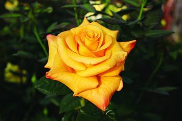 Роза Леонора  ЧГ  