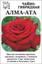 Роза Алма Ата /ЧГ/   (в тубе)