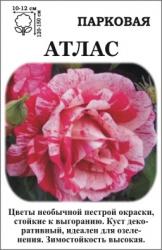 Роза Атлас /Парковая/ кр-малин. с белыми и желтыми пятнами   (в тубе)