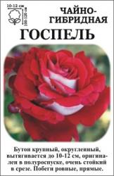 Роза Госпель ЧГ   (в тубе)