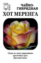 Роза Хот Меренга /ЧГ/   (в тубе)