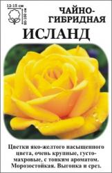 Роза Исланд /ЧГ/   (в тубе)