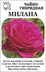 Роза Милана /ЧГ/ малиновая   (в тубе)