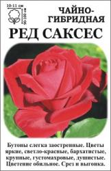 Роза Ред Саксес /ЧГ/   (в тубе)