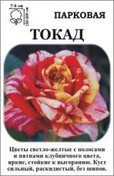 Роза Токад /Парковая/   (в тубе)