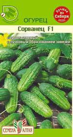 Огурец Сорванец