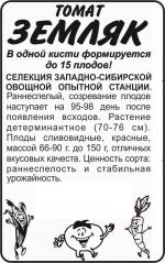 томат земляк