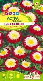 астра зимняя вишня