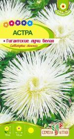 астра гигантские лучи белая