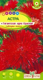 астра гигантские лучи красная