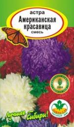 астра Американская красавица смесь