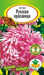 Астра Русская красавица