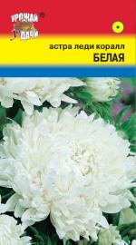 Астра   Леди Корал   БЕЛАЯ