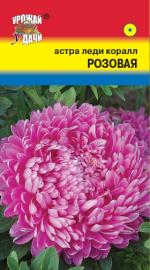 Астра   Леди Корал   РОЗОВАЯ