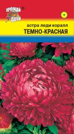 Астра   Леди Корал   ТЕМНО-КРАСНАЯ