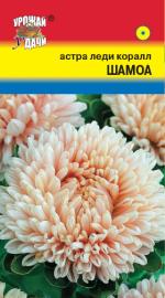 Астра   Леди Корал   ШАМОА