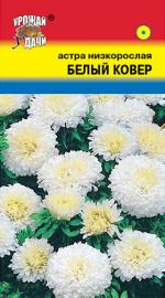 Астра   КОВЕР   БЕЛЫЙ  Низкорослая
