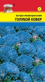 Астра  КОВЕР  ГОЛУБОЙ   Низкорослая