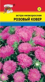 Астра  КОВЕР  РОЗОВЫЙ   Низкорослая