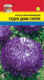 Астра  СЕДАЯ ДАМА СИНЯЯ   Пионовидная