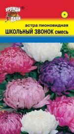 Астра   ШКОЛЬНЫЙ ЗВОНОК   Пионовидная 