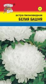 Астра  БАШНЯ БЕЛАЯ   Пионовидная  