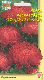 Астра   Пионовидная  БАШНЯ КРАСНАЯ
