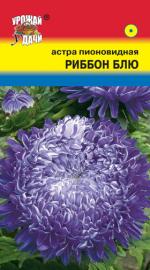 Астра  РИББОН БЛЮ Пионовидная  