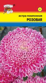 Астра   Помпонная   РОЗОВАЯ